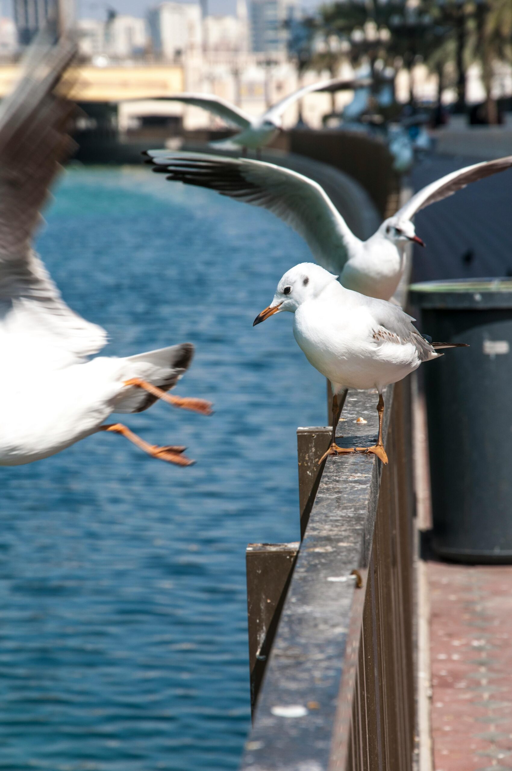 Seagulls perching on a fence along Sharjah